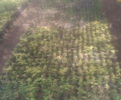 Seedlings for sale