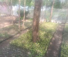 Seedlings for sale