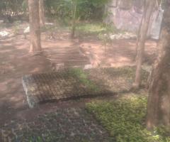 Seedlings for sale