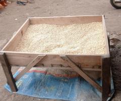 Maize