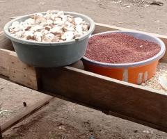 Maize