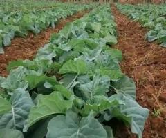 Sukuma wiki